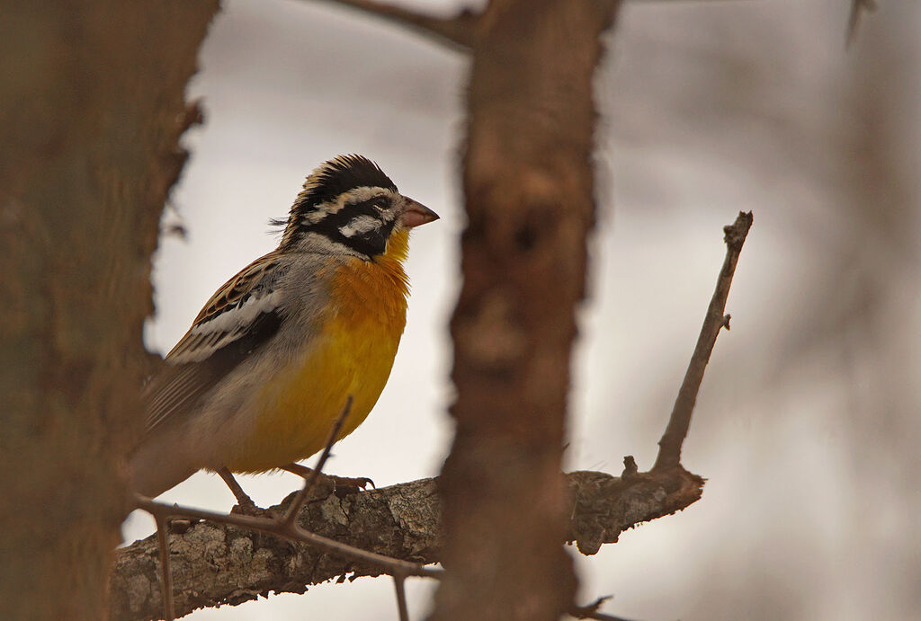 Somali Bunting