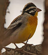 Somali Bunting