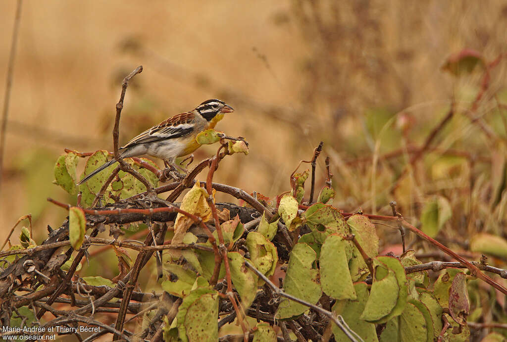 Bruant de Somalieadulte, identification