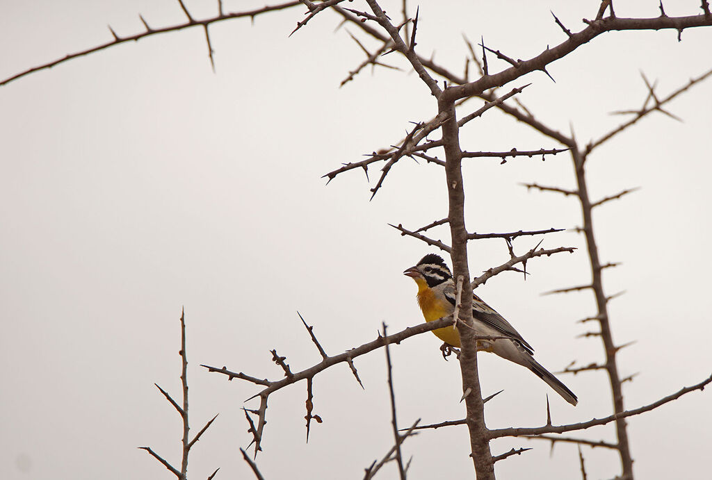 Somali Bunting