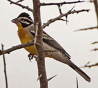 Somali Bunting