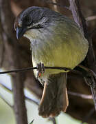 Zapata Sparrow