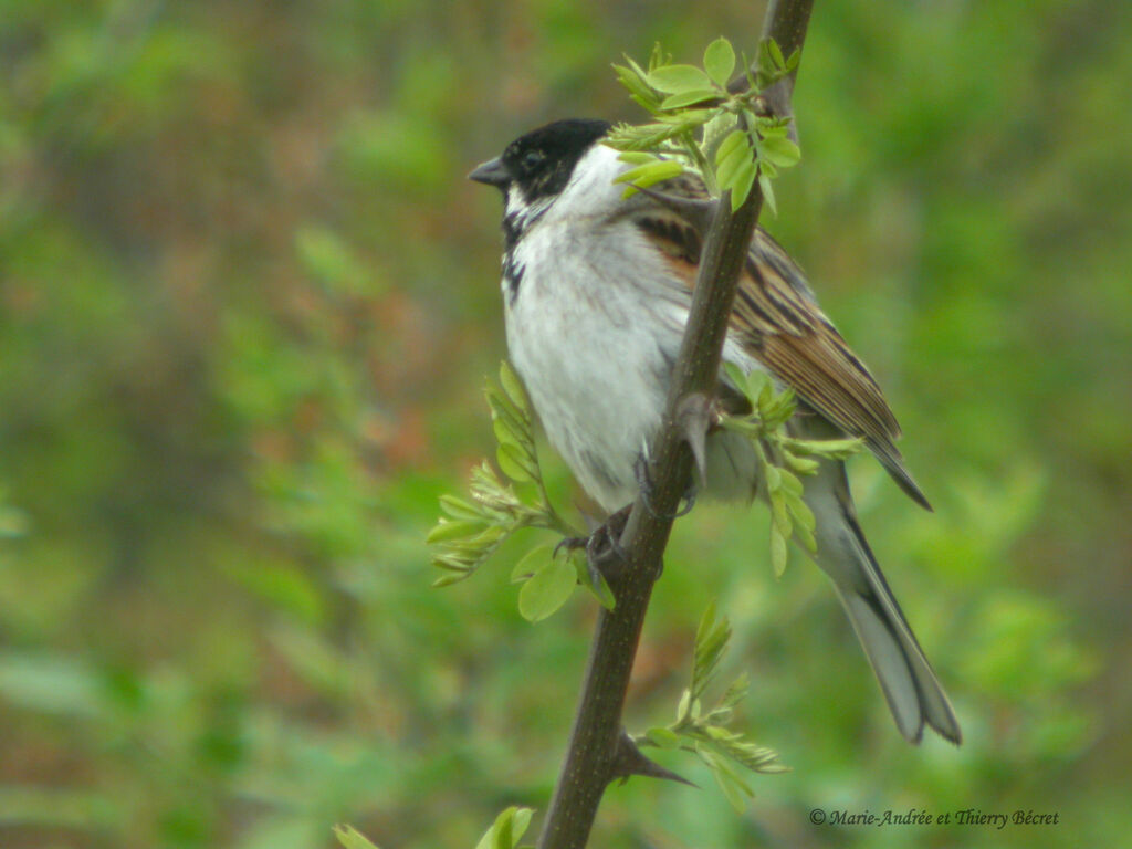 Common Reed Bunting