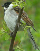 Common Reed Bunting