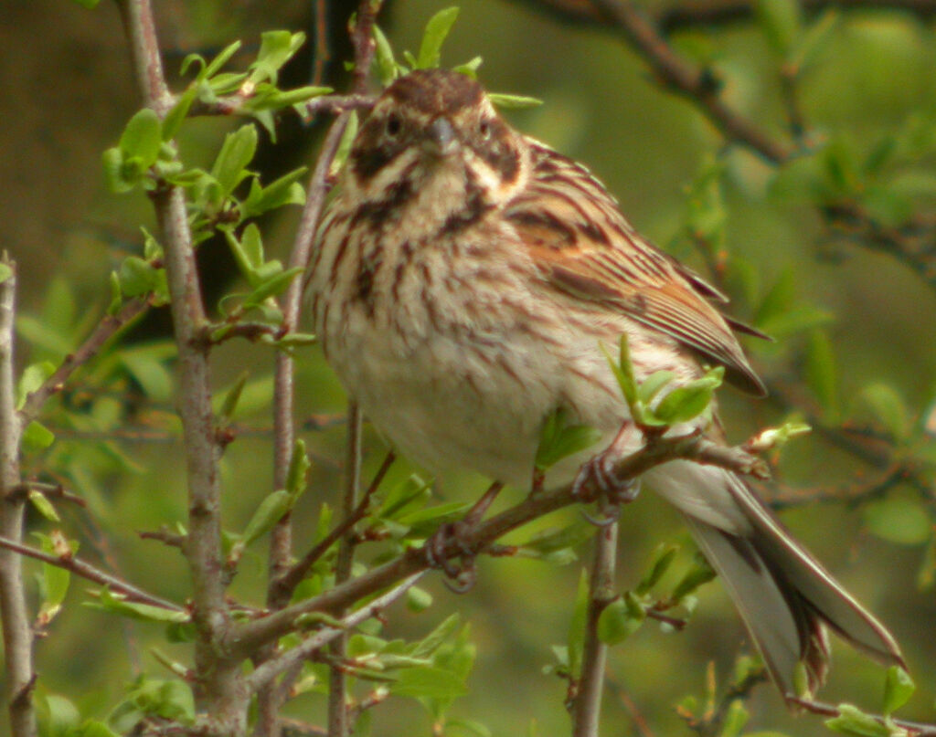 Bruant des roseaux