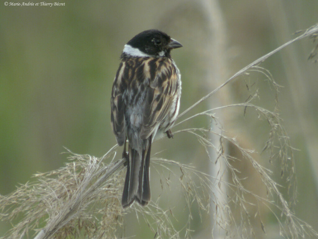 Common Reed Bunting