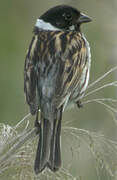 Common Reed Bunting