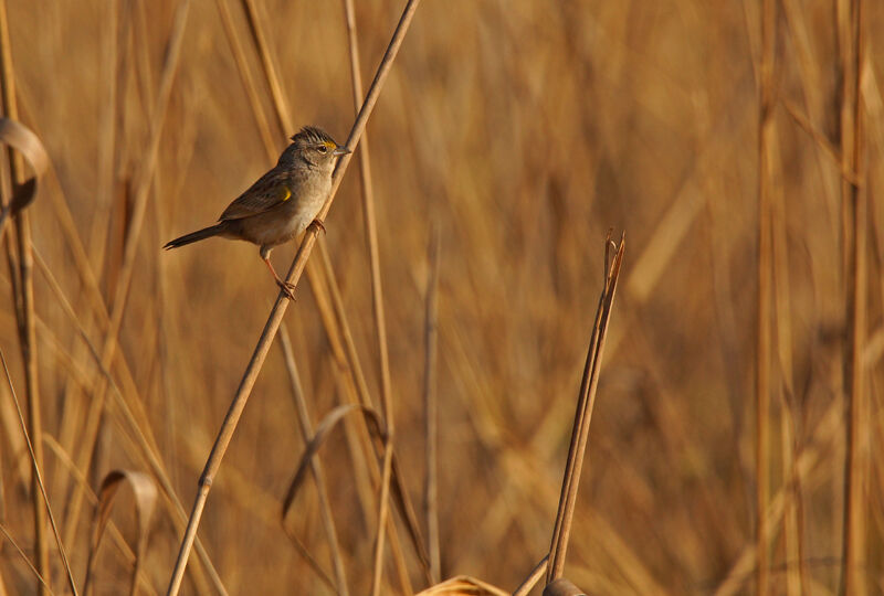 Bruant des savanes