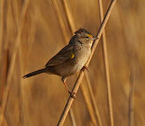 Grassland Sparrow