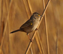 Bruant des savanes