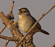 Grassland Sparrow