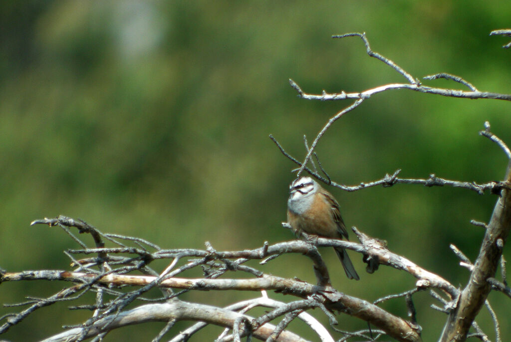 Rock Bunting