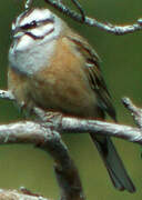 Rock Bunting