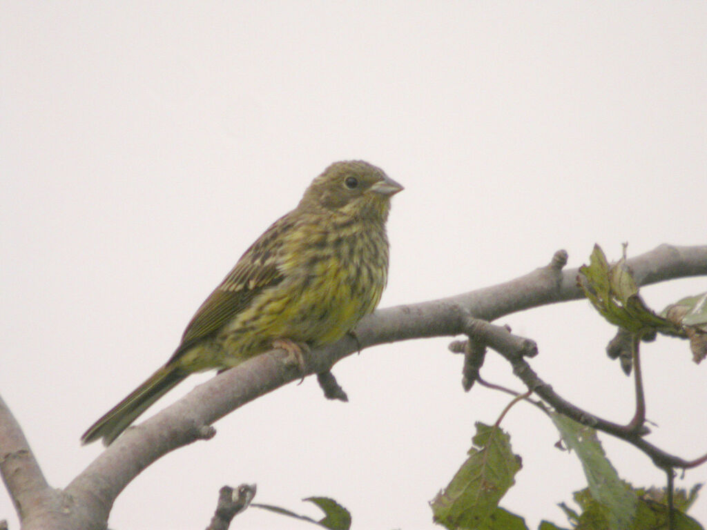 Bruant jaune