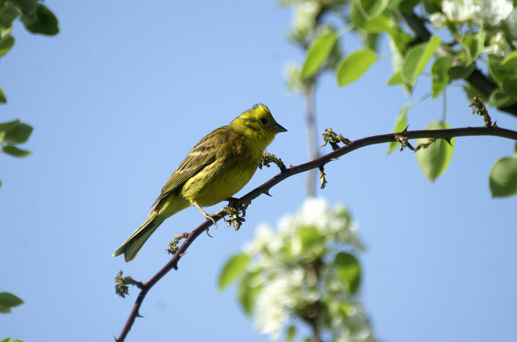 Bruant jaune