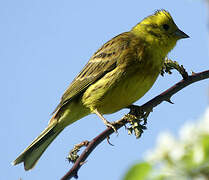 Yellowhammer