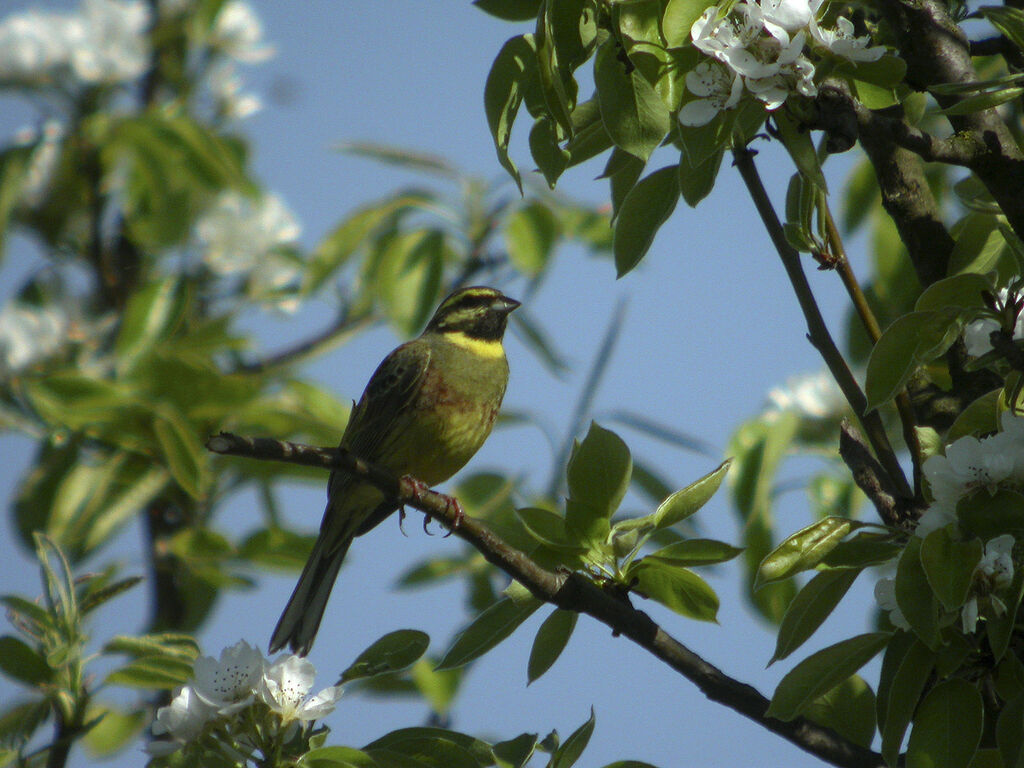 Cirl Bunting