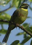 Cirl Bunting