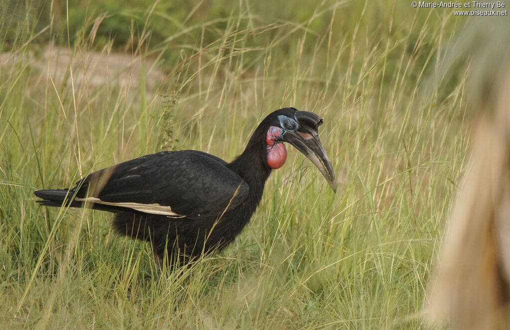 Abyssinian Ground Hornbill male