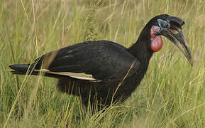 Abyssinian Ground Hornbill