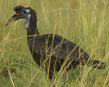 Abyssinian Ground Hornbill