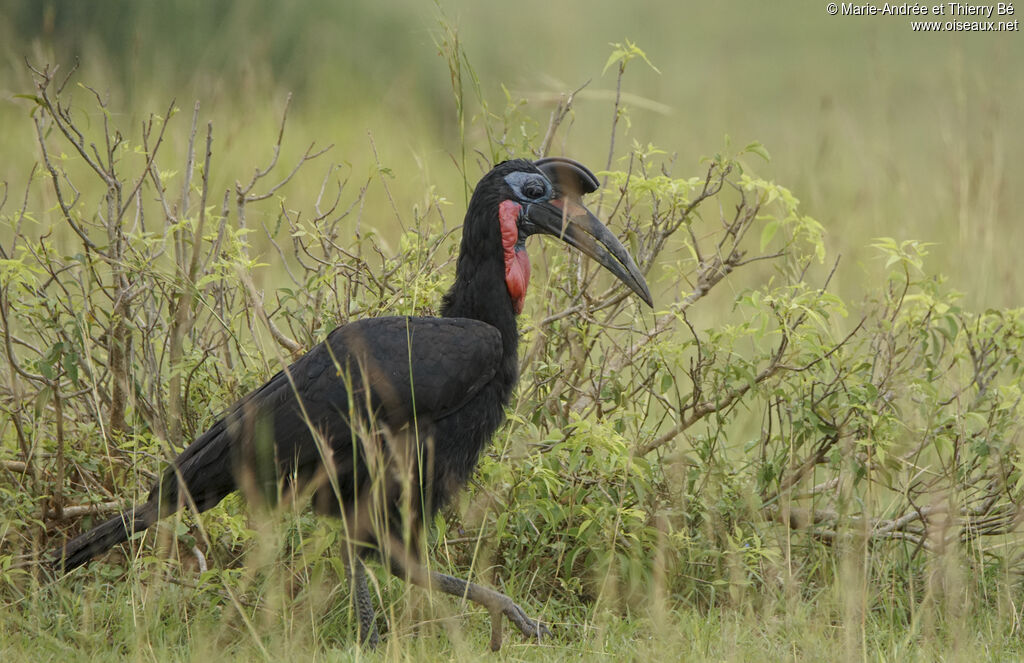 Abyssinian Ground Hornbill male