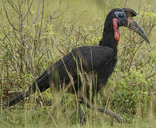 Abyssinian Ground Hornbill