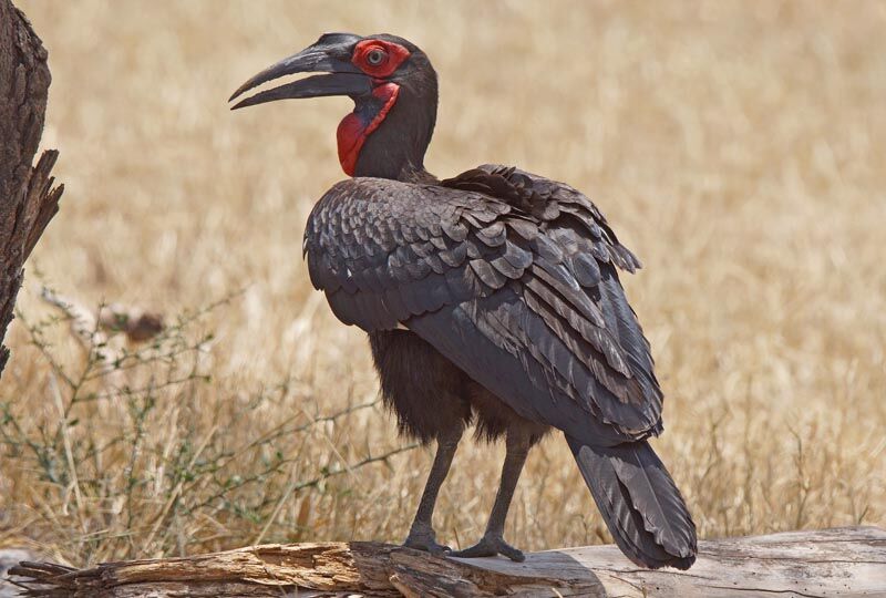 Southern Ground Hornbill