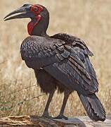 Southern Ground Hornbill