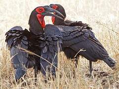 Southern Ground Hornbill