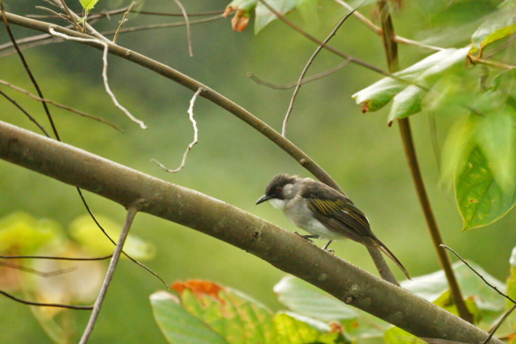 Bulbul à ailes vertes