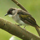 Bulbul à ailes vertes