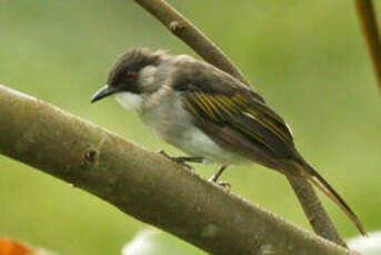 Bulbul à ailes vertes