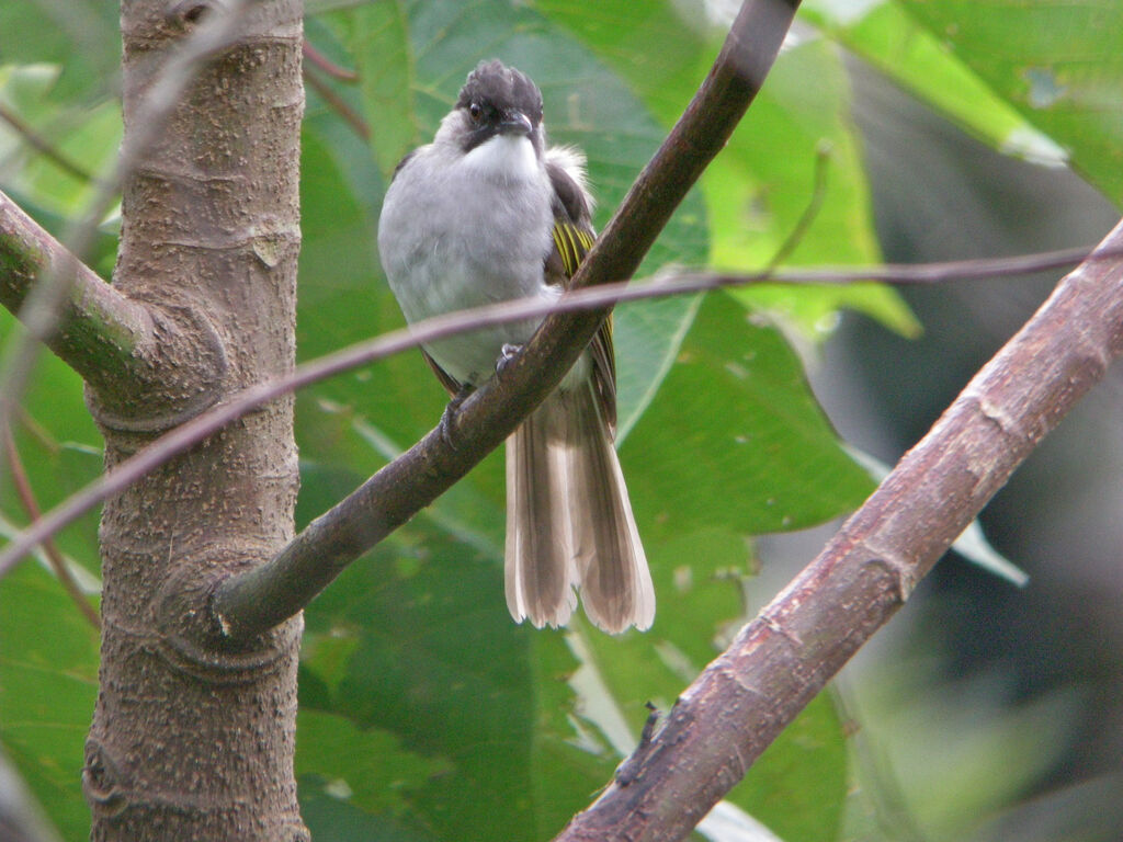 Bulbul à ailes vertes, identification