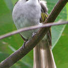 Bulbul à ailes vertes