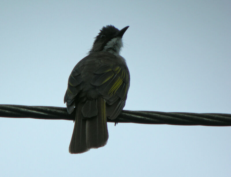 Bulbul à ailes vertes