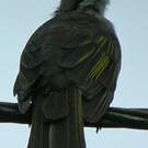Bulbul à ailes vertes