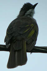 Bulbul à ailes vertes