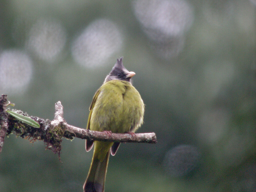 Crested Finchbill