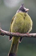 Crested Finchbill