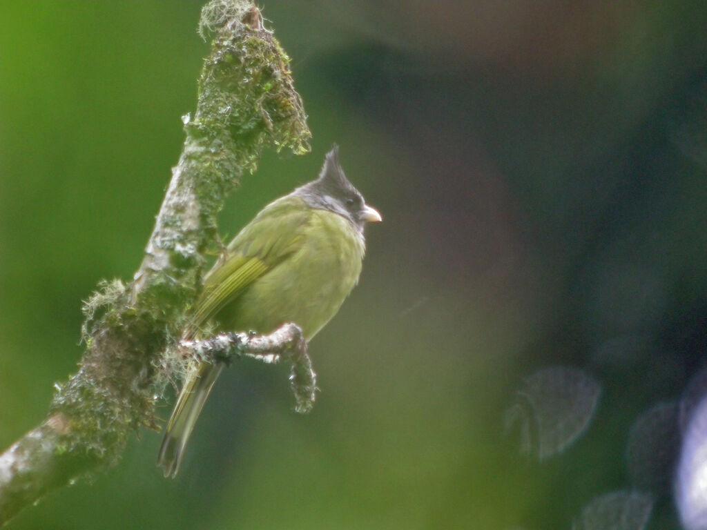 Bulbul à gros bec