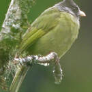 Bulbul à gros bec