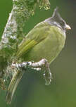 Bulbul à gros bec