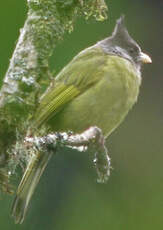 Bulbul à gros bec