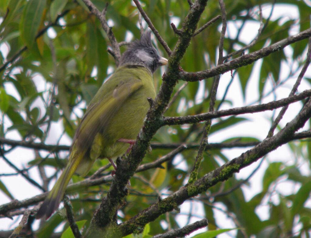 Crested Finchbill