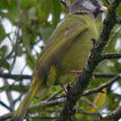 Bulbul à gros bec