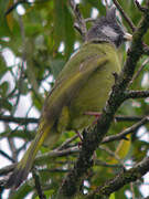 Crested Finchbill