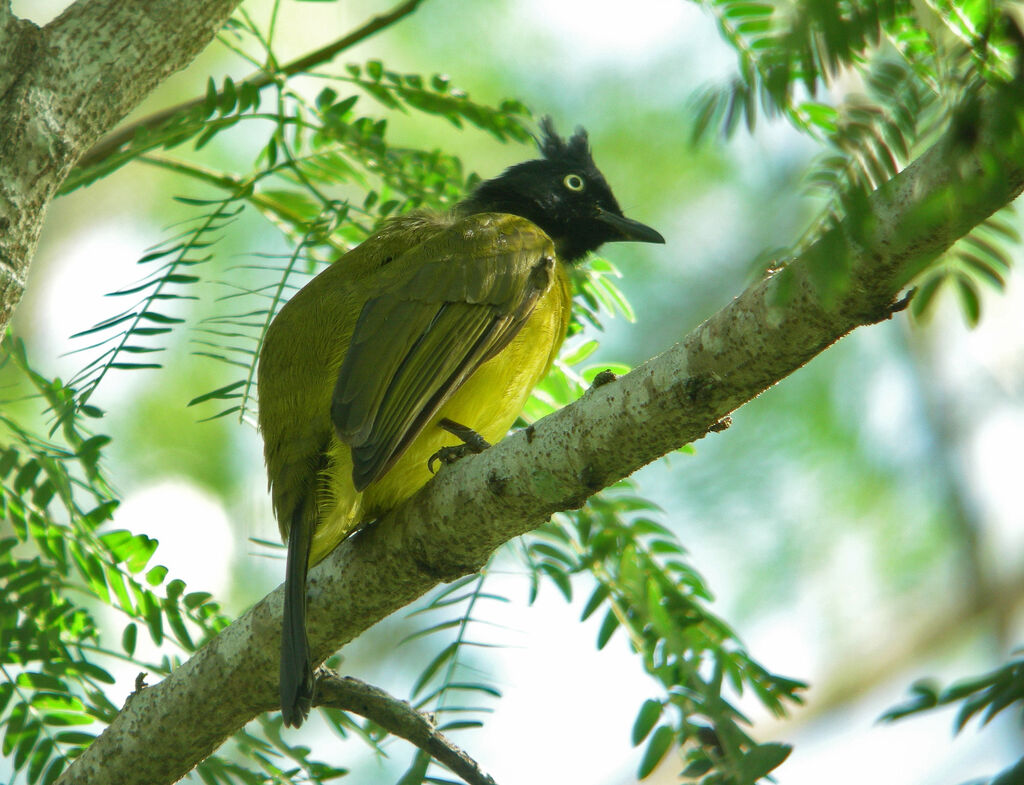 Black-crested Bulbul, identification