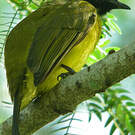 Bulbul à huppe noire