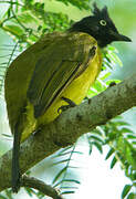 Black-crested Bulbul